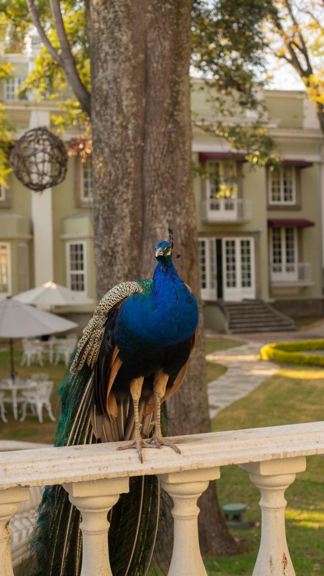 Bed and Breakfast Mansion Papilio Mexiko-Stadt Exterior foto